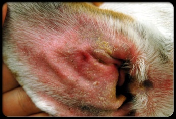 dog-ear-infection